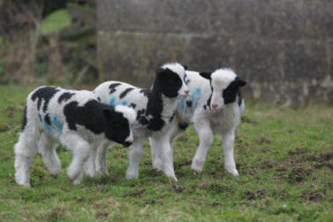 Cowldyke Farm Lambs Photo