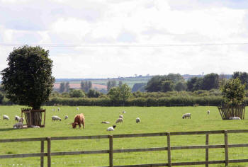 Cowldyke Farm Cows